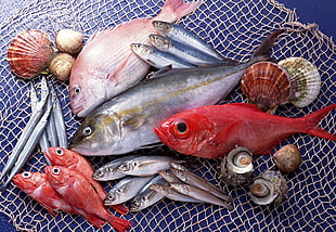 seafood lot on net HD wallpaper